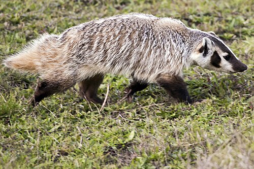 American badger